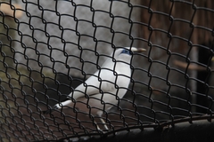 Leucopsar rothschildi