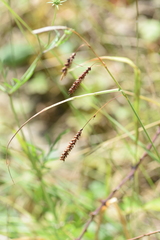 Carex flacca