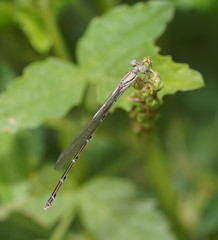 Pseudagrion aureofrons
