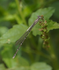 Pseudagrion aureofrons