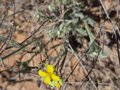 Image of Physaria gordonii by no rights reserved