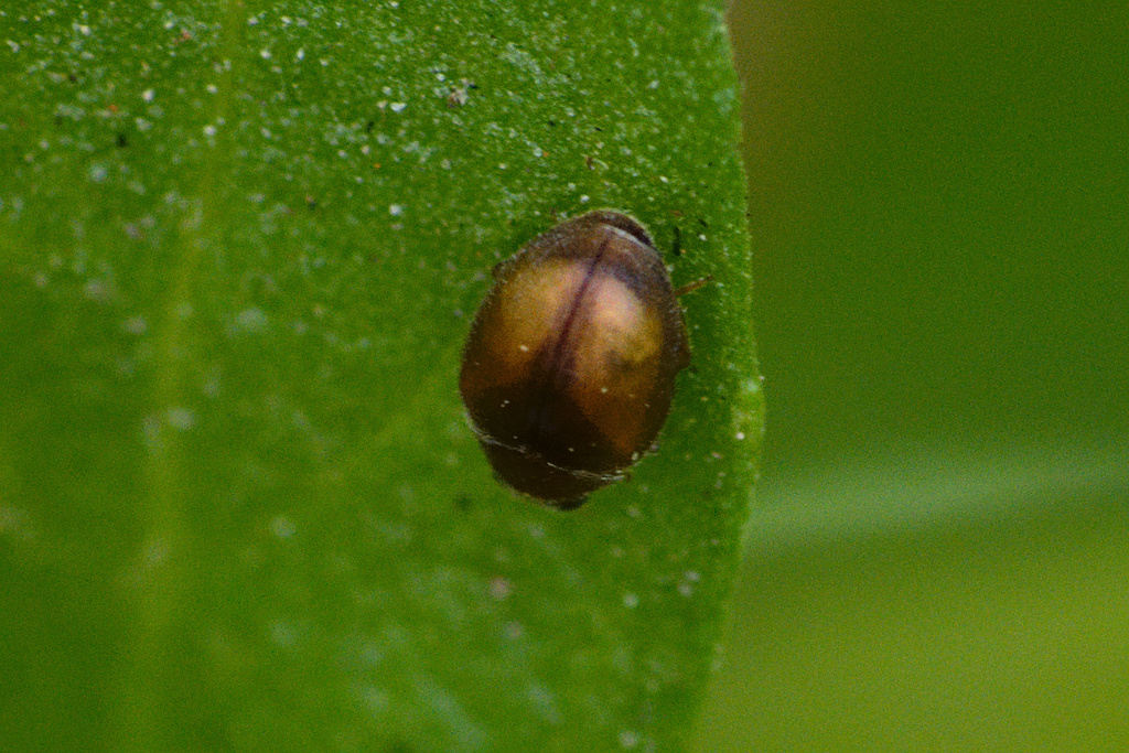 Scymnus hoffmanni