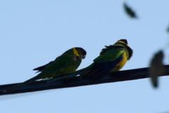 Barnardius zonarius semitorquatus