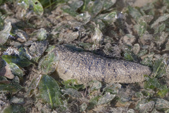 Holothuria scabra