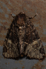 Phosphila turbulenta