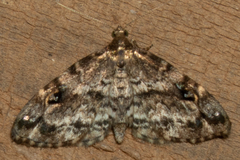 Melanomma auricinctaria