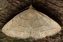 Zanclognatha pedipilalis