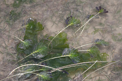 Halophila spinulosa