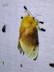 Megalopyge bissesa
