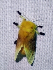 Megalopyge bissesa