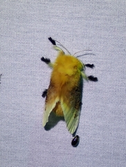 Megalopyge bissesa