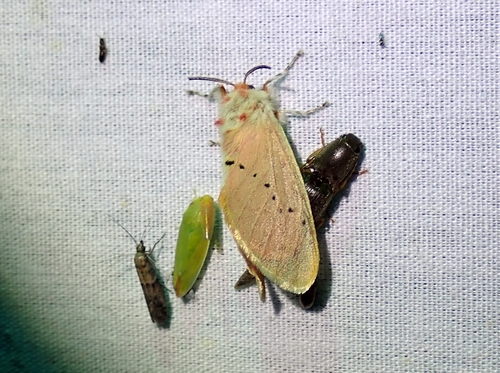 Trosia obsolescens photo 4