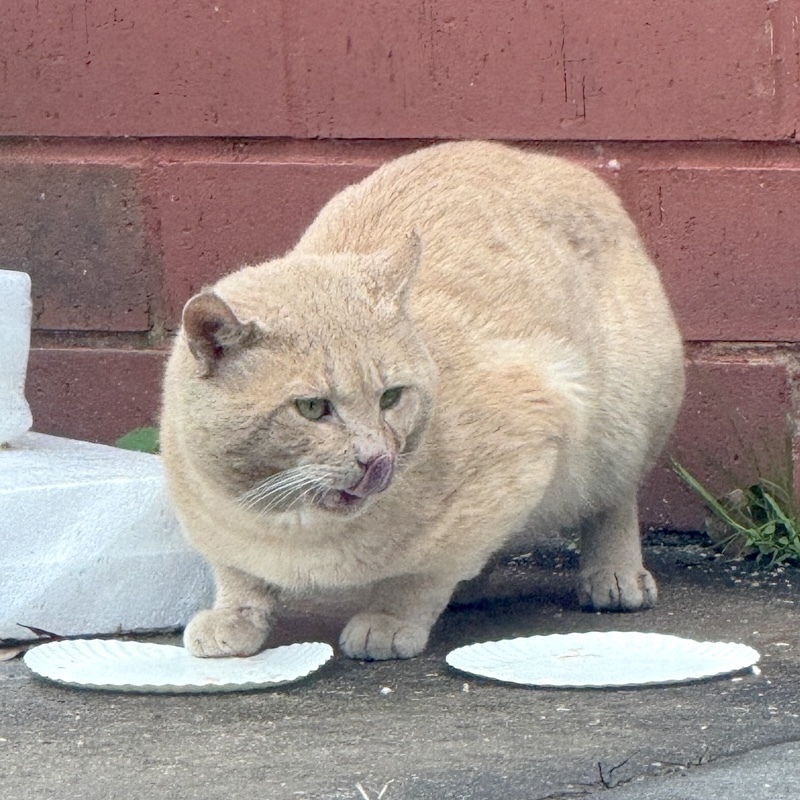 Murphy (Georgia Tech Cats) · iNaturalist
