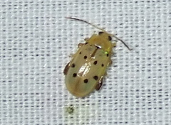 Walterianella durangoensis