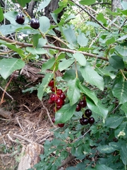 Prunus virginiana