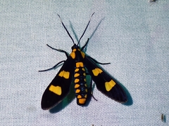 Phoenicoprocta hampsonii