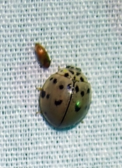 Olla v-nigrum