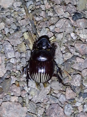 Dichotomius colonicus