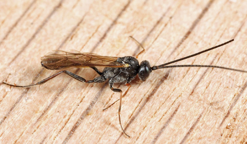 Synetaeris