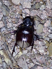 Dichotomius colonicus