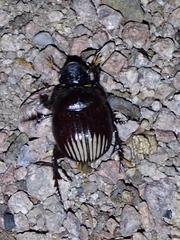Dichotomius colonicus