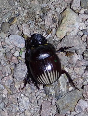 Dichotomius colonicus