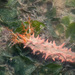 Thorny Sea Cucumber - Photo (c) budak, some rights reserved (CC BY-NC), uploaded by budak