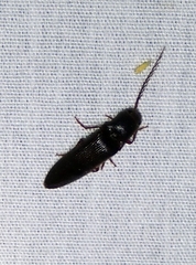 Dicrepidius corvinus