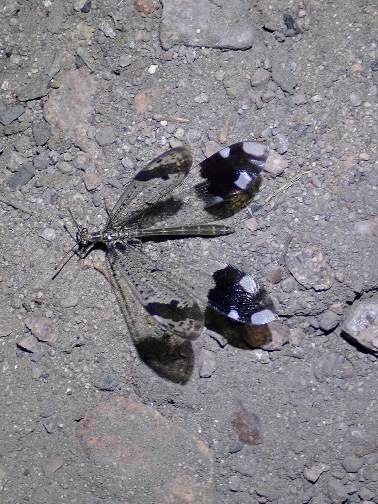Western Picture-winged Antlion