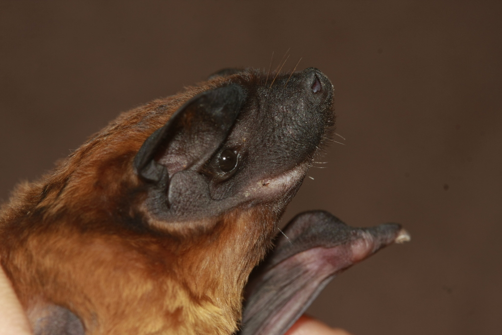 Thomas's Dog-Faced Bat