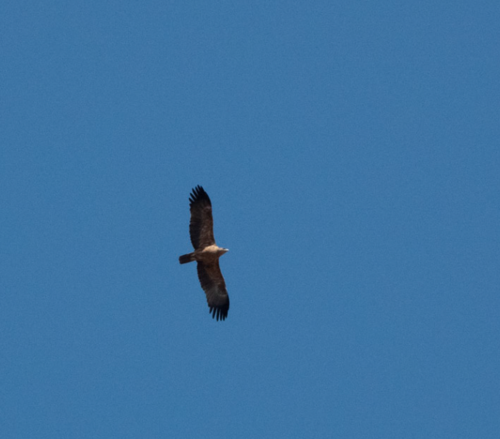 Tawny Eagle