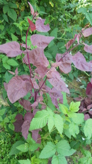 Atriplex hortensis