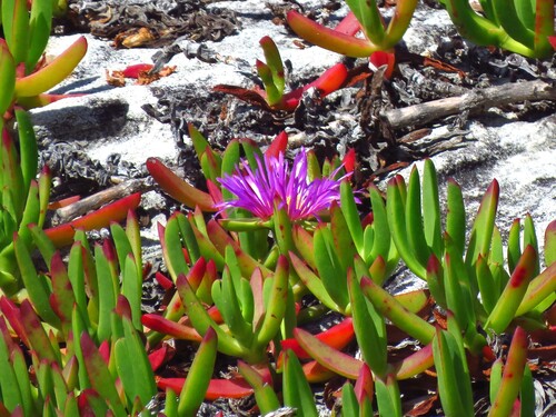 Image of Carpobrotus glaucescens by (c) Annika Lindqvist, some rights reserved (CC BY)