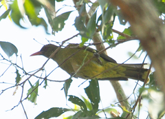 Oriolus flavocinctus