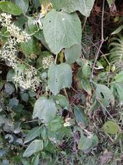 Passiflora