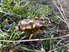 Uperodon systoma