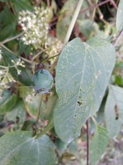 Passiflora