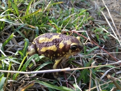 Uperodon systoma