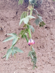 Passiflora tripartita mollissima
