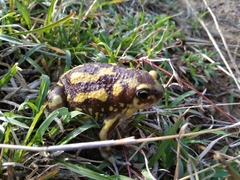 Uperodon systoma