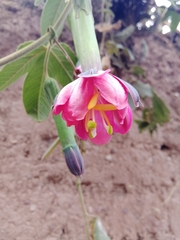 Passiflora tripartita mollissima