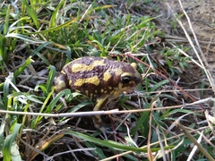 Uperodon systoma