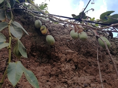 Passiflora tripartita mollissima