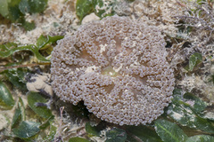 Stichodactyla
