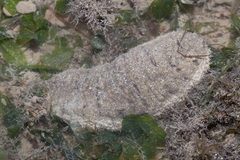 Holothuria scabra