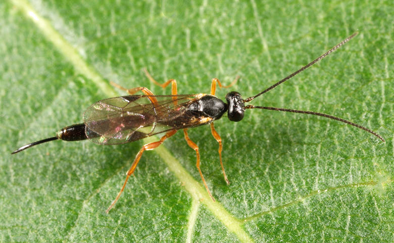 Nothocremastus