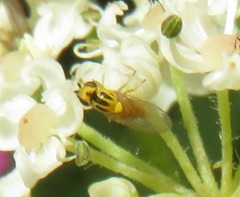 Thaumatomyia notata