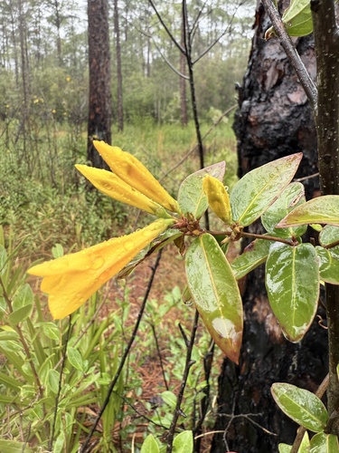 Rankin's trumpetflower (Gelsemium rankinii)