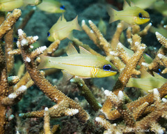 Bargill Cardinalfish photo 3