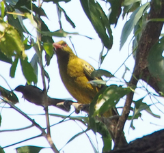 Oriolus flavocinctus